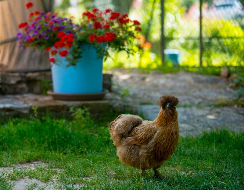 Les animaux du camping des Lauzons